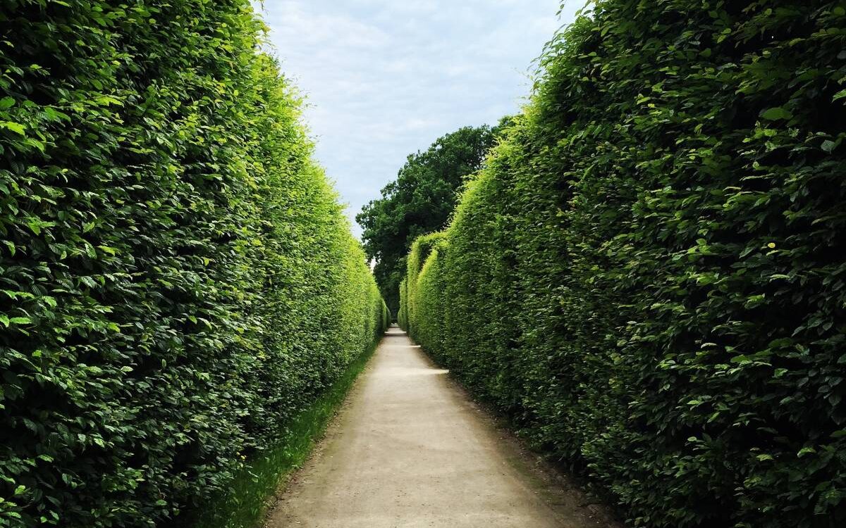 Quelle haie de jardin choisir ? Guebwiller