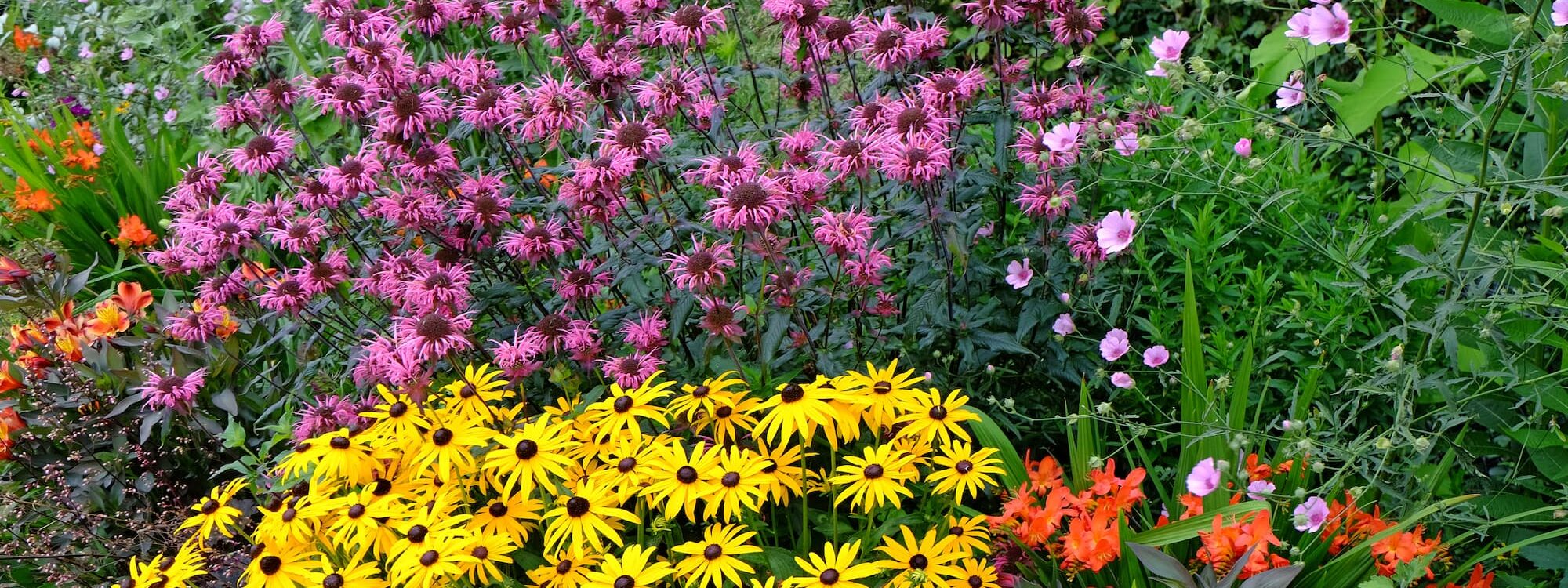 Comment structurer un massif avec des plantes &agrave; floraison &eacute;chelonn&eacute;e toute l&rsquo;ann&eacute;e ? Colmar